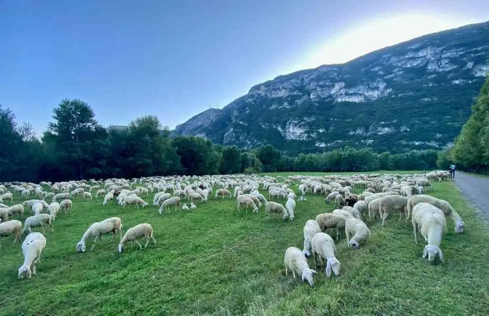 כבשים באחו